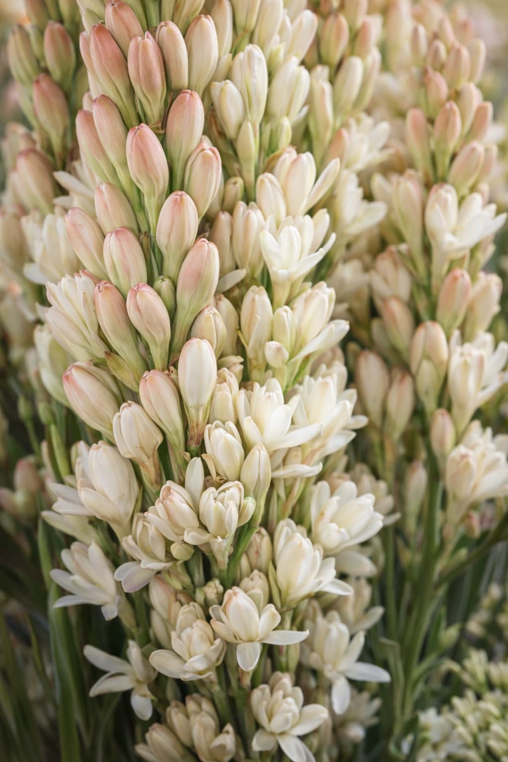 Tuberose CA grown - Image 1