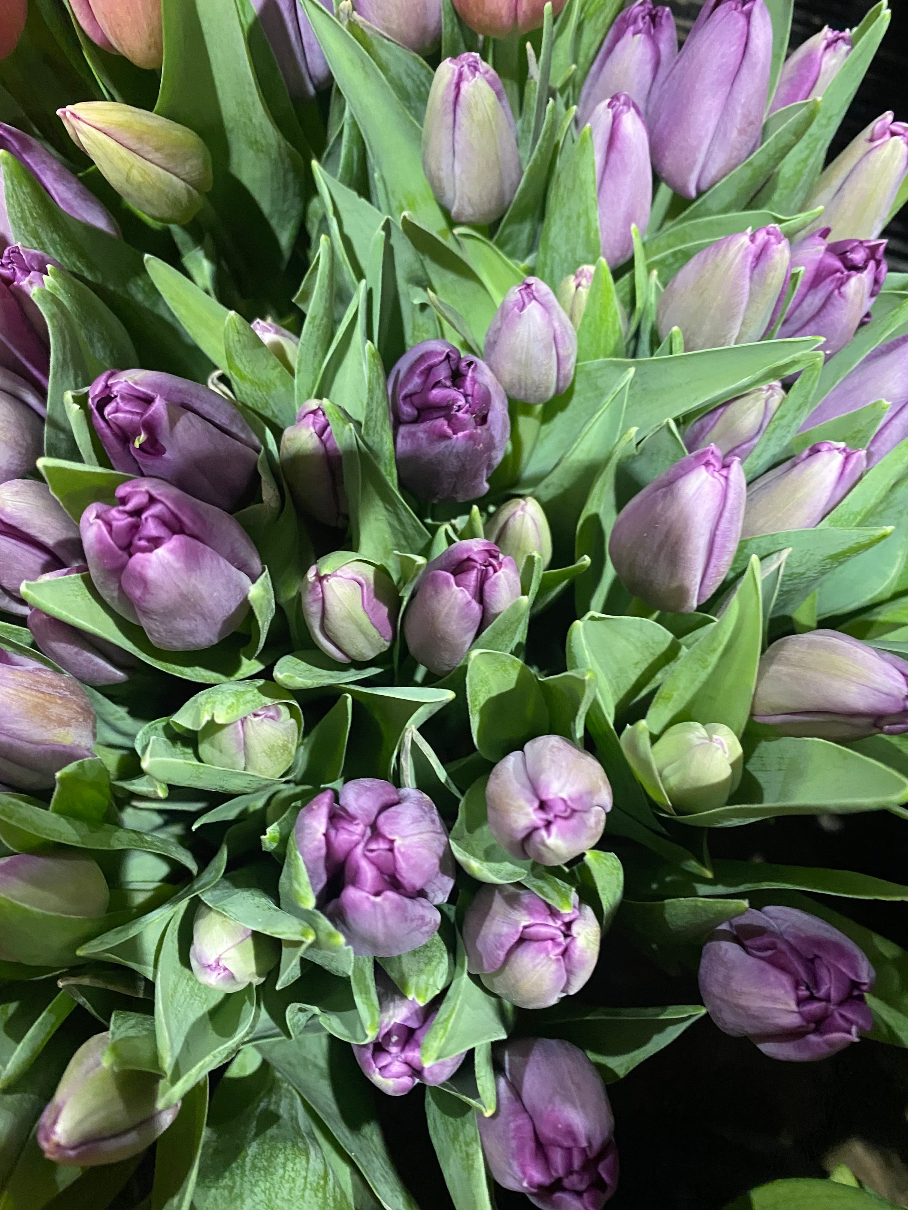 Tulip Yellow, Purple, Orange, Pink