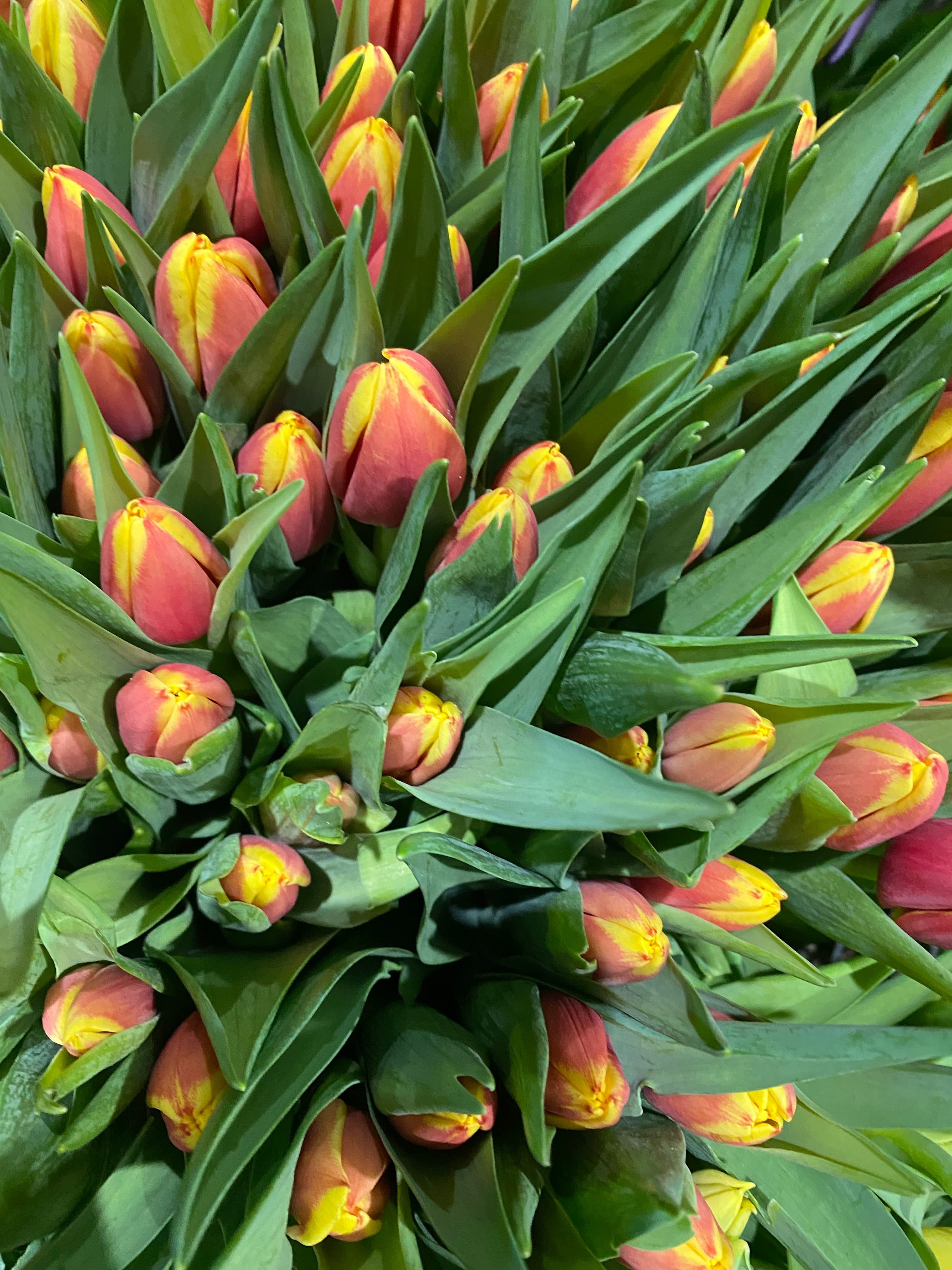 Tulip Yellow, Purple, Orange, Pink - Image 1