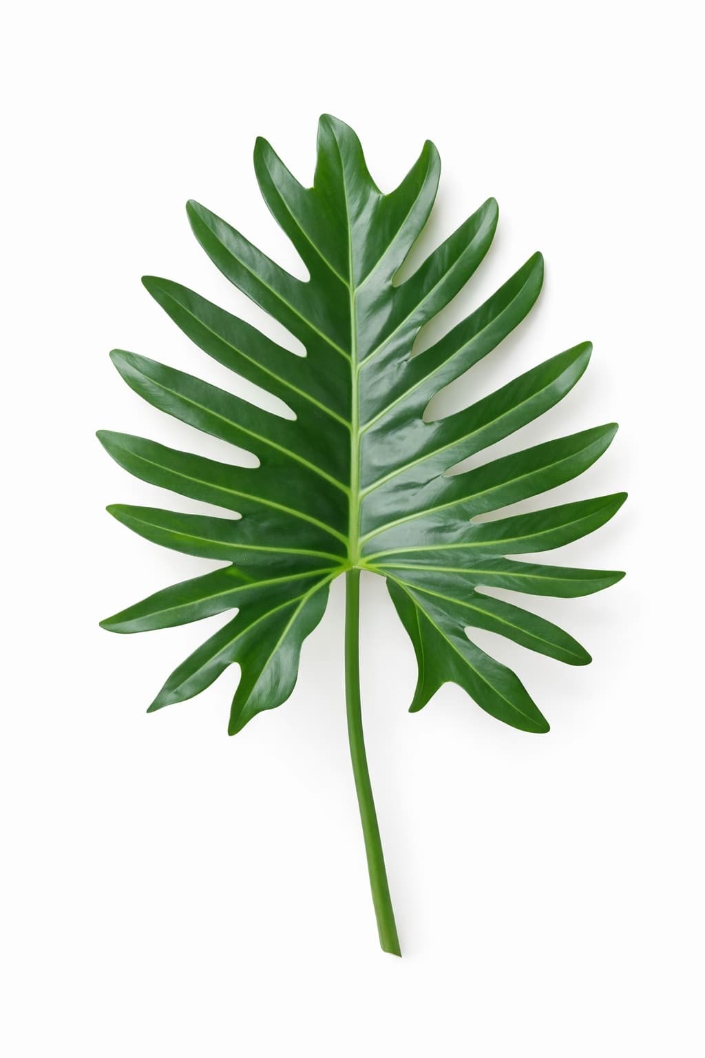 Xanadu Leaves - Image 1