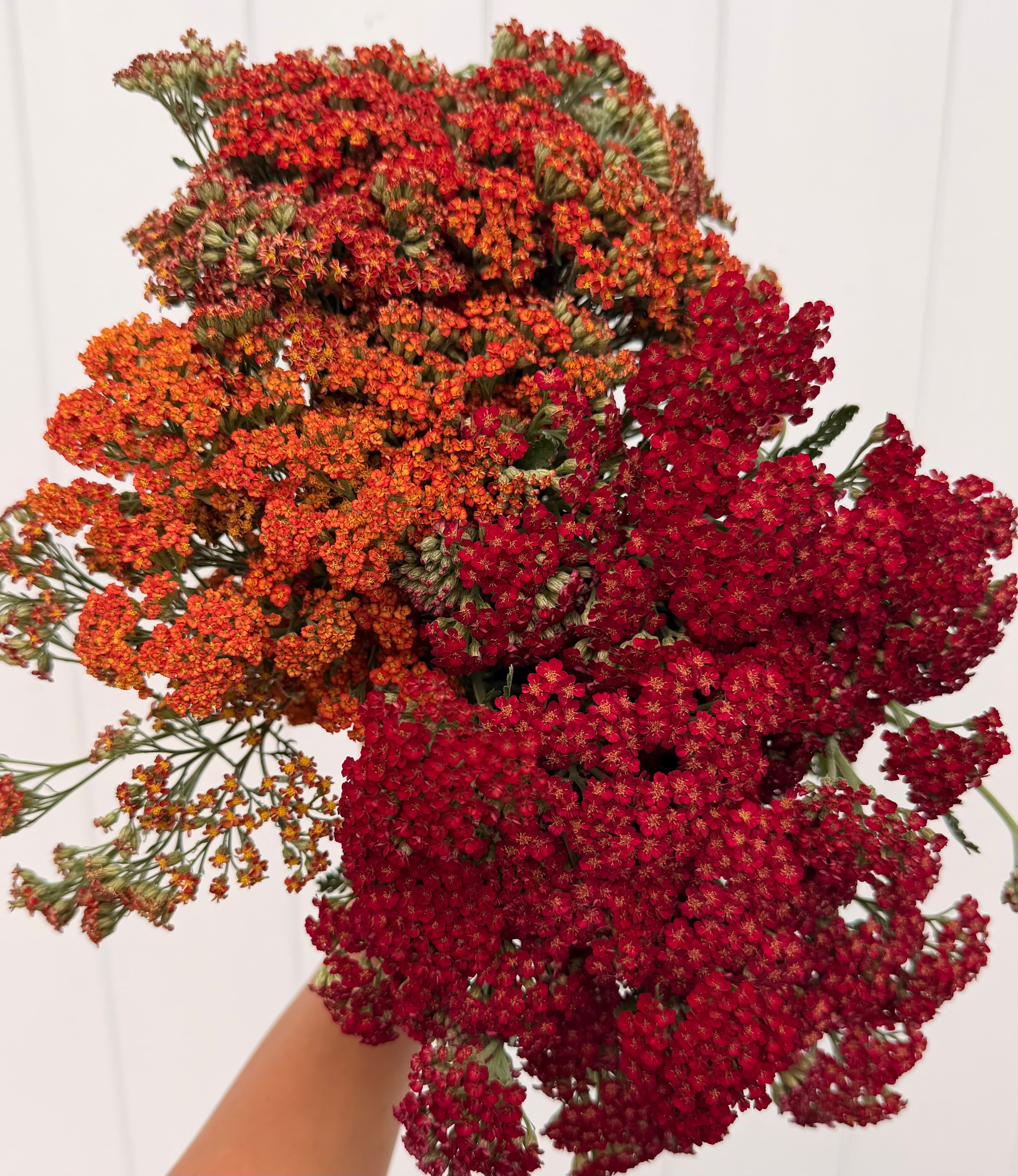 Yarrow Golden- Yellow